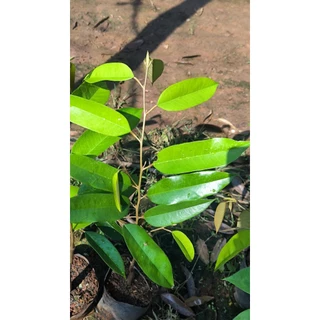 ต้นทุเรียนหมอนทองจันทบุรี(เสียบยอด)​🍁ถุงเบอร์7🍁ซื้อ10ต้นแถม1​ต้น(สั่งซื้อขั้นต่ำ 4 ต้น)