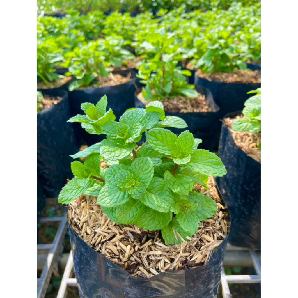 🌿 ต้นสะระแหน่ สดๆ ปลูกง่าย โตไว 🌿 ถุงดำ 3 นิ้ว