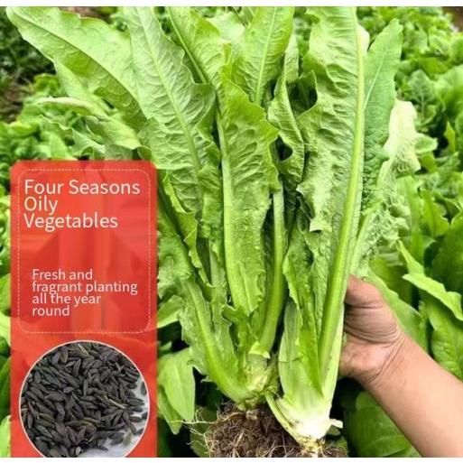 Vegetable salad seeds, lettuce seeds used for planting vegetables, horticultural seeds, organic vege