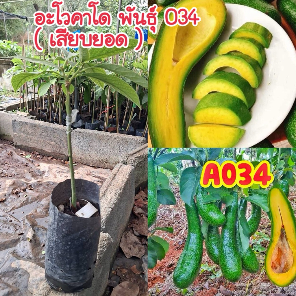 #ต้นอะโวคาโด034 (เสียบยอด) "สุดยอดอะโวคาโด้ที่มีความนิยมและมีชื่อเสียงมากที่สุดใน เวียดนาม"