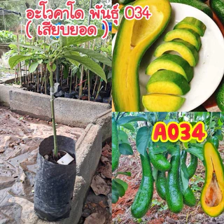 #ต้นอะโวคาโด034 (เสียบยอด) "สุดยอดอะโวคาโด้ที่มีความนิยมและมีชื่อเสียงมากที่สุดใน เวียดนาม"