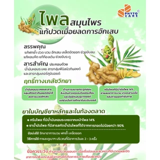 ไพลครีม ไฟโตแคร์ Plai Cream Phyto Care