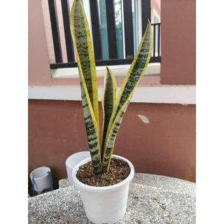 🌿 ลิ้นมังกร ไม้มงคล ฟอกอากาศ ปลูกง่ายมาก! 🌿 30-80 CM