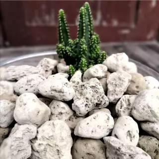 1ลิตร𝓛 เต็ม! หินภูเขาไฟ(Pumice Stone 1 Litr) ผสมดินปลูก เพิ่มความโปร่ง ร่วน เบา มีรูพรุน ช่วยการระบายน้ำ