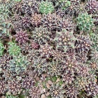 กระบองเพชร (Cactus) ยิมโน เขียว/อมม่วง/อมน้ำตาล (เชื้อด่าง) ส่งแบบเปลือยราก ไม่มีกระถาง