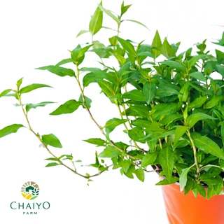 ต้นผักไผ่ หรือ ต้นผักแพว ออร์แกนิค Vietnamese coriander (Organic) กระถาง 4 นิ้ว และ 6 นิ้ว