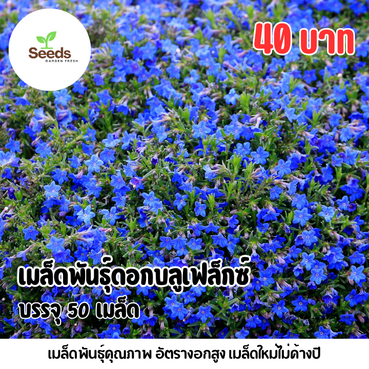 เมล็ดพันธุ์ดอกบลูเฟล็กซ์ บรรจุ 50 เมล็ด