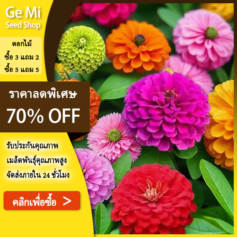 GEMI ดอกบานชื่นกลีบซ้อนคละสี100เมล็ด