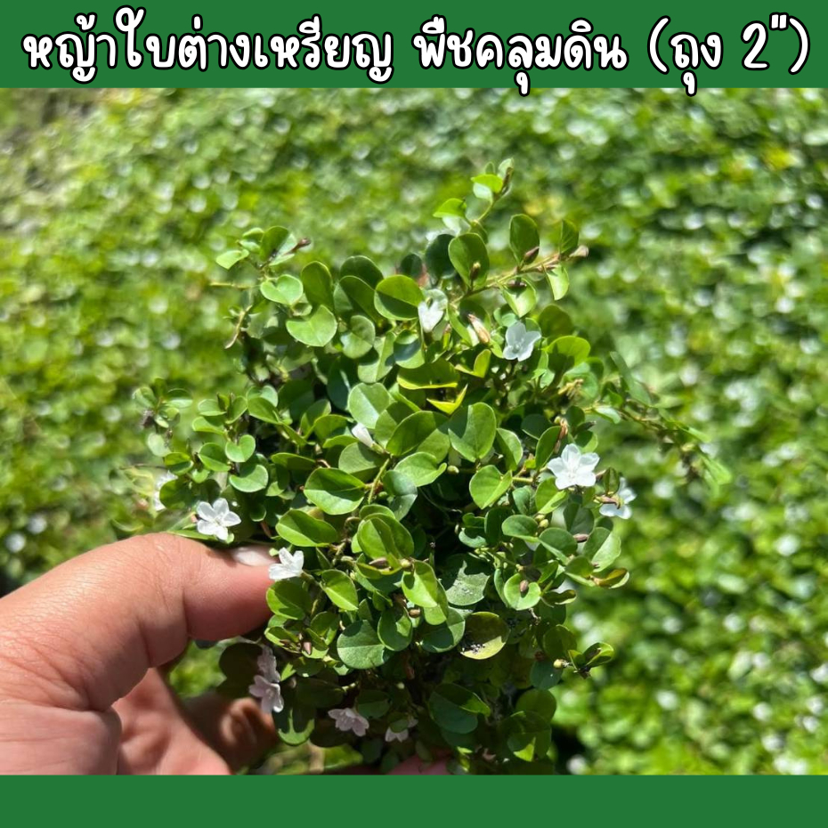 ต้นพันธ์หญ้าใบต่างเหรียญ (15ต้น)ปลูกง่ายโตวัย รากแข็งแรง ไม้สวน ไม่ต้องตัด ดอกสีขาว ทนต่อการเหยียบย้ำ