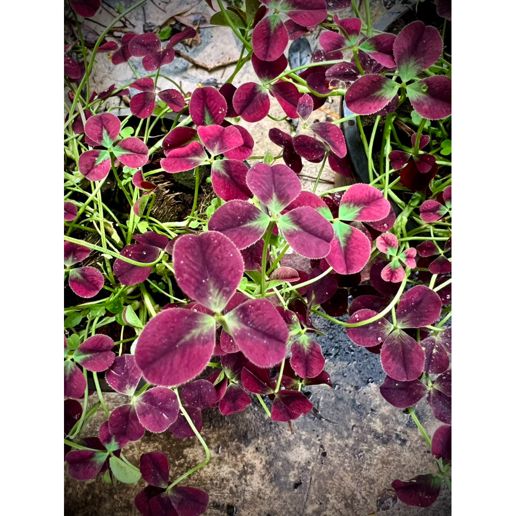 Clover ต้น โคลเวอร์ Lucky Leaf/Clover สัญลักษณ์ แห่งความโชคดี Hope/Faith/Love ใบนิยมนำมาใช้ตกแต่งจานอาหาร
