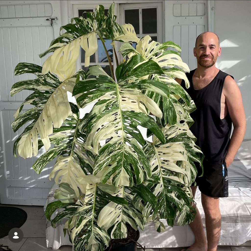 ต้นมอนสเตอร่า อัลโบ้ Monstera Borsigiana Albo (เลือกต้นได้) ไม้ด่าง ไม้ประดับ ไม้ฟอกอากาศ มอนสเตอร่าอัลโบ