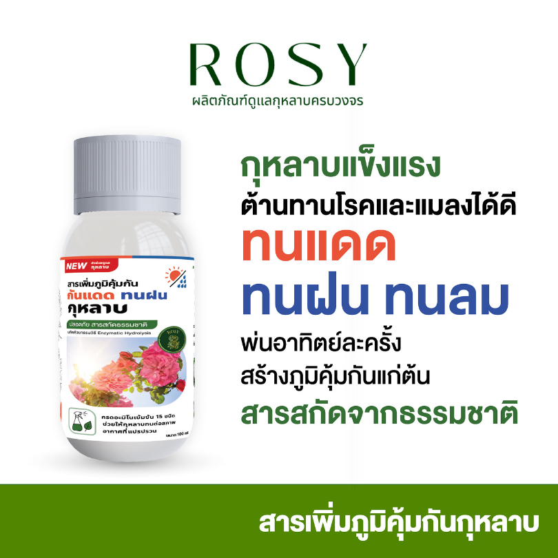 Rosy สารเพิ่มภูมิคุ้มกันสำหรับกุหลาบ ผนังเซลล์แข็งแรงทนต่อแสงแดดและความร้อน ทนฝน ลดอาการใบไหม้แดด ทนต่อแมลงและเชื้อรา