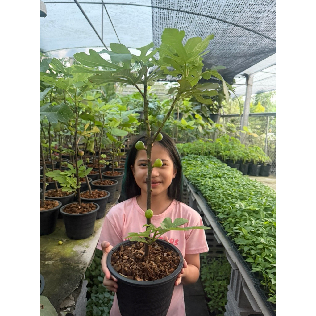 มะเดื่อฝรั่งแบลคอิสราเอล ติดลูกทุกต้น(ถ่ายจากต้นจริงหน้าร้าน)