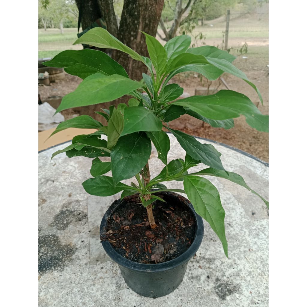 สมุนไพร ต้นอังกาบหนูต้น"(ดอกสีเหลือง)"