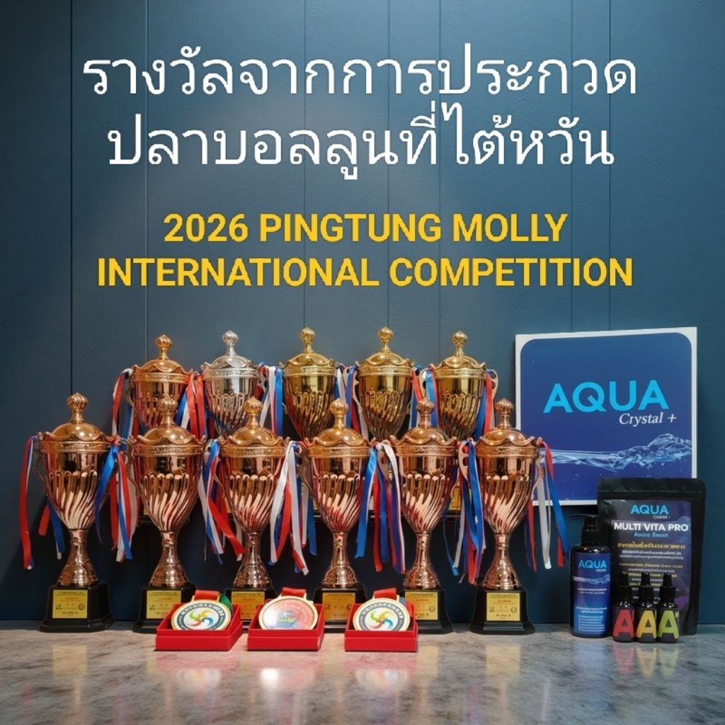 ชุดเริ่มต้น สำหรับปลาบอลลูน White Platinum / Super Gold สายประกวดจากบ้านรางวัล มาตรฐานส่งออก ราคา ถูกที่สุด ดีลบีเคเค แกลเลอรีภาพที่ 3
