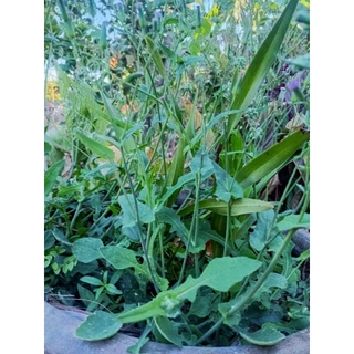 เมล็ดพันธุ์ ผักลิ้นปี่ ผักหูปลาช่อน110เมล็ด