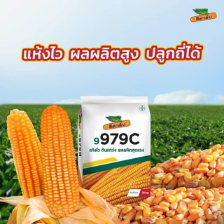 [หมดอายุ 2570] เมล็ดพันธุ์ข้าวโพด ดีคาล์บ 9979c *ขนาด 4 หุน* เม็ดใหญ่ แข็งแรง ยืนต้น ทนฝนทนแดด ผลผลิตสูง ความชื้นต่ำ