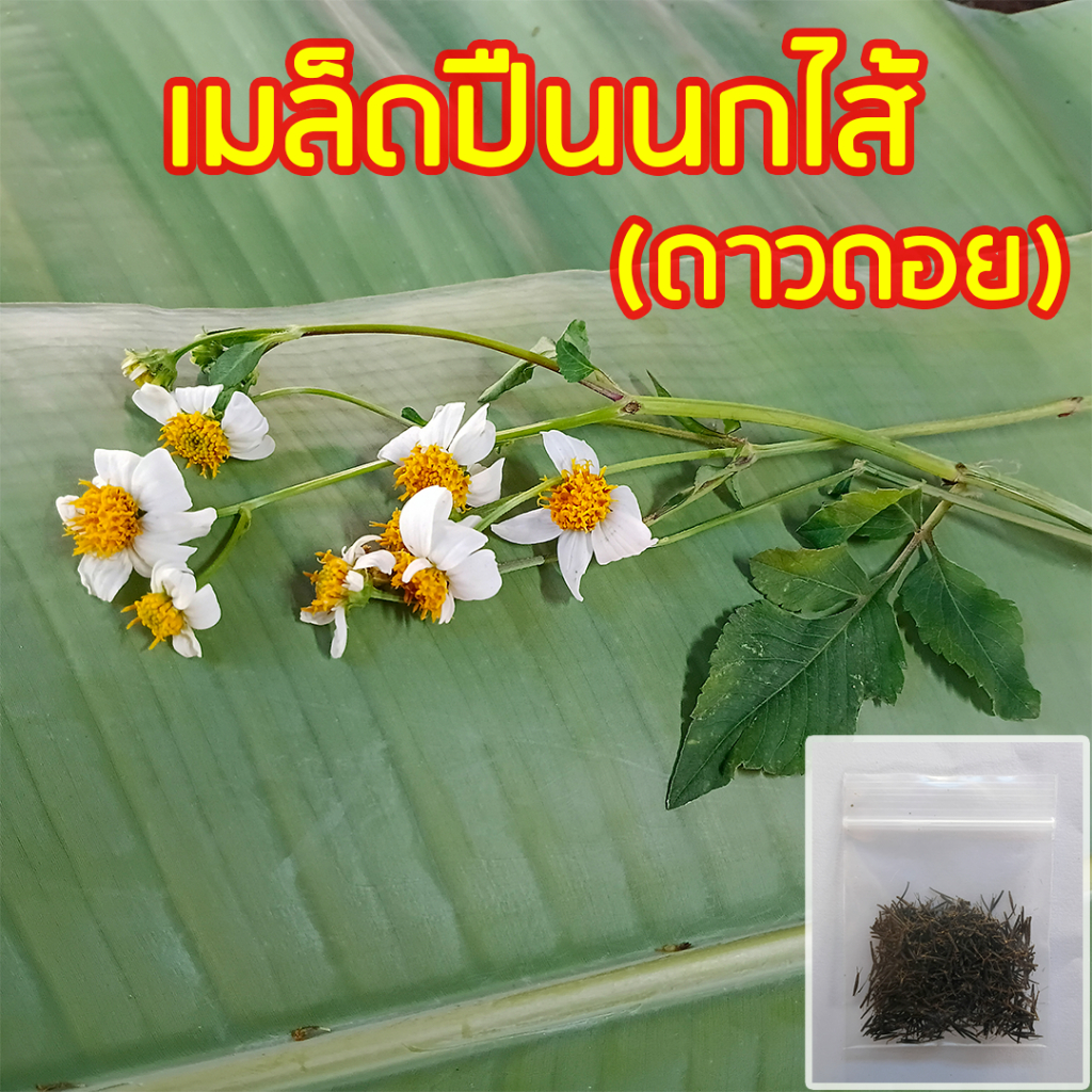 เมล็ดพันธุ์ปืนนกไส้ ดาวดอย ซองละ 400 เมล็ด # เมล็ดดาวดอย ปืนนกไส้ ปืนนกใส้ กี่นกไส้ หญ้าก้นจ้ำขา ผักสวนครัว