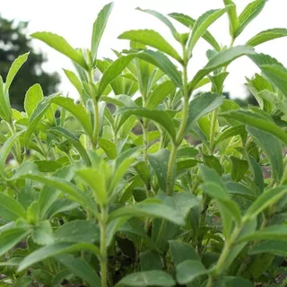 เมล็ดพันธุ์ หญ้าหวาน สตีเวีย Sugarleaf Stevia Seed 200 เมล็ด คุณภาพดี ของแท้ 100%