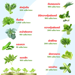 ส่งด่วน เมล็ดพันธุ์ ผักสลัด ผักสวนครัว กรีนโอ๊ค เรดโอ๊ค บัตเตอร์เฮด เรดคอส กรีนคอส เบบี้คอส เคล ฯลฯ