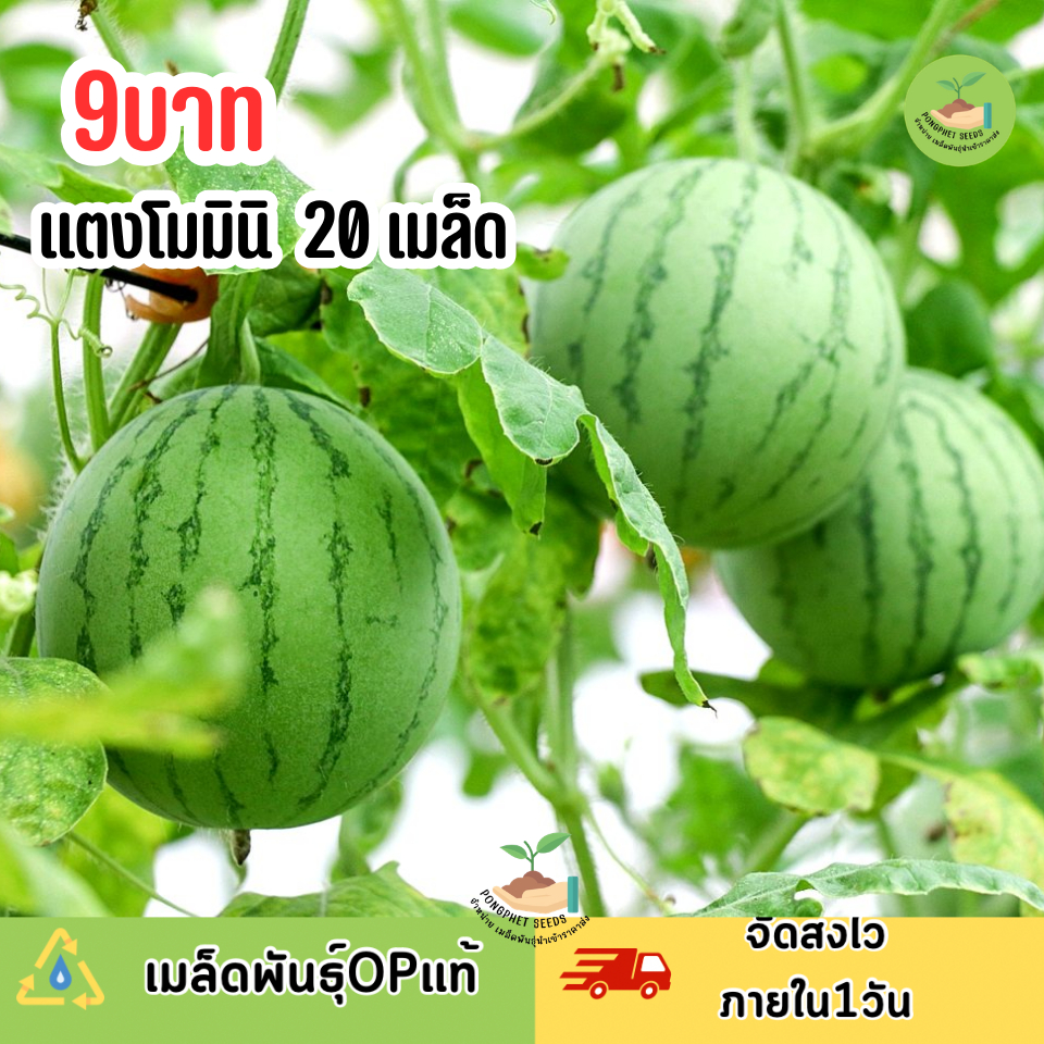 เมล็ดพันธุ์แตงโมมินิ 20 เมล็ด