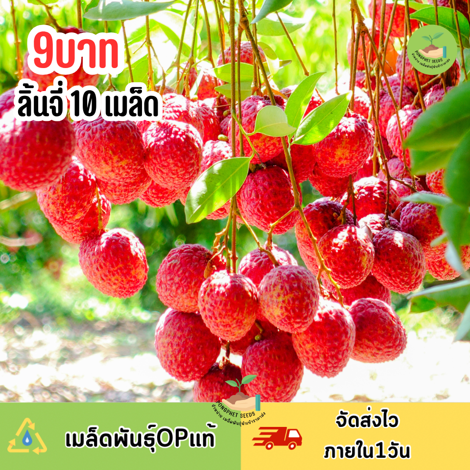 เมล็ดพันธุ์ลิ้นจี่ 10 เมล็ด
