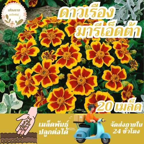 เมล็ดพันธุ์ ดาวเรือง มารีเอ็ดต้า 20 เมล็ด Marietta Marigold Seed  เมล็ดพันธุ์แท้ นำเข้าต่างประเทศ ราคาถูก ของแท้ 100%