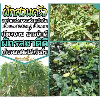 [สุดคุ้ม] Be-organnic grow 100ซีซี (บีออร์แกนิคโกรว์) + B Organic plus ใช้ดีในข้าว–พืชไร่ รากยาว