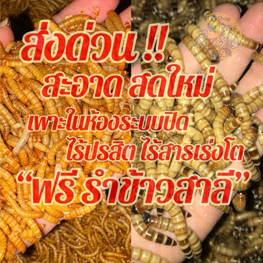 100กรัมไม่อบแห้ง อาหารนก หนอนนกอบแห้ง ราคา ถูกที่สุด ดีลบีเคเค รูปภาพหลัก