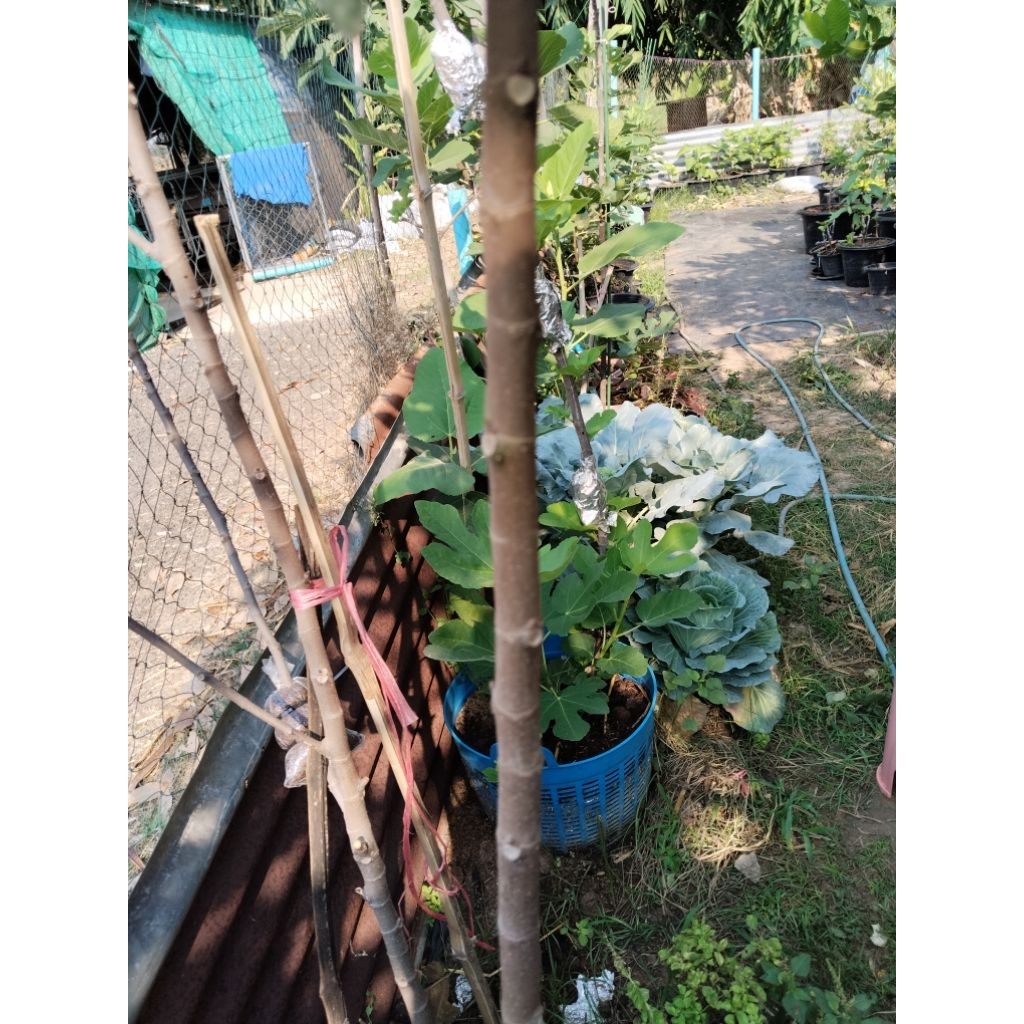 กิ่งมะเดื่อ Black Israel