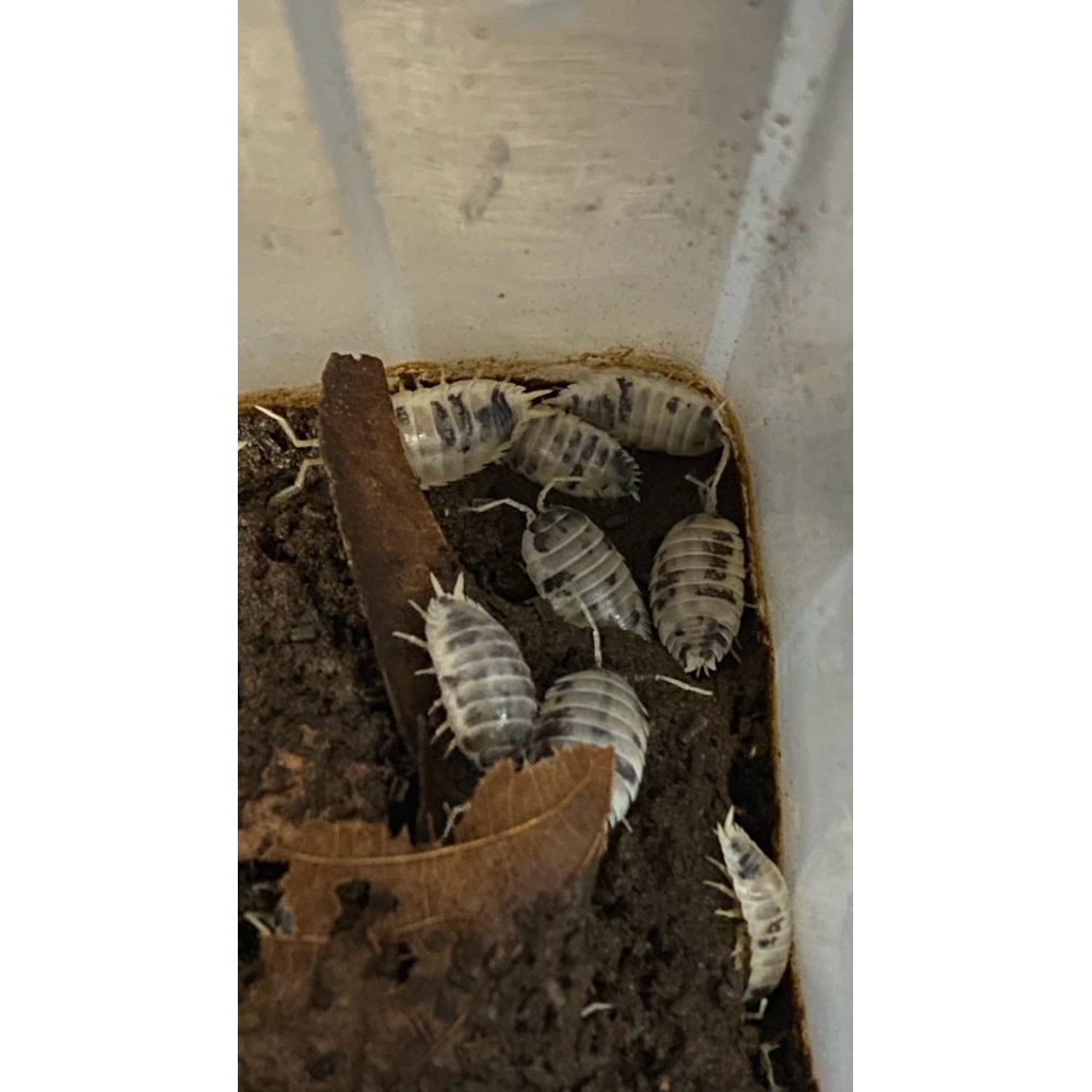 Isopod Daily Cow 🐄  5 ตัว