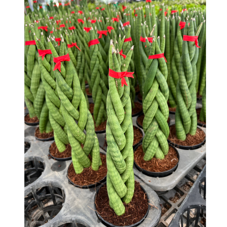 ว่านงาช้าง แบบถักเปีย และ ต้นตรง ต้นงาช้าง ไม้มงคล ไม้ฟอกอากาศ African Spear Plant