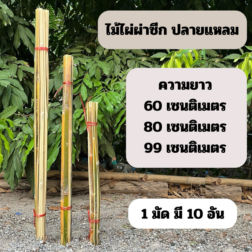 ไม้ไผ่ผ่าซีก ไม้หลักยึดต้นไม้ ไม้ไผ่ ปลายแหลม ความยาว 60,80,99 เซนติเมตร (1 มัด มี 10 อัน)