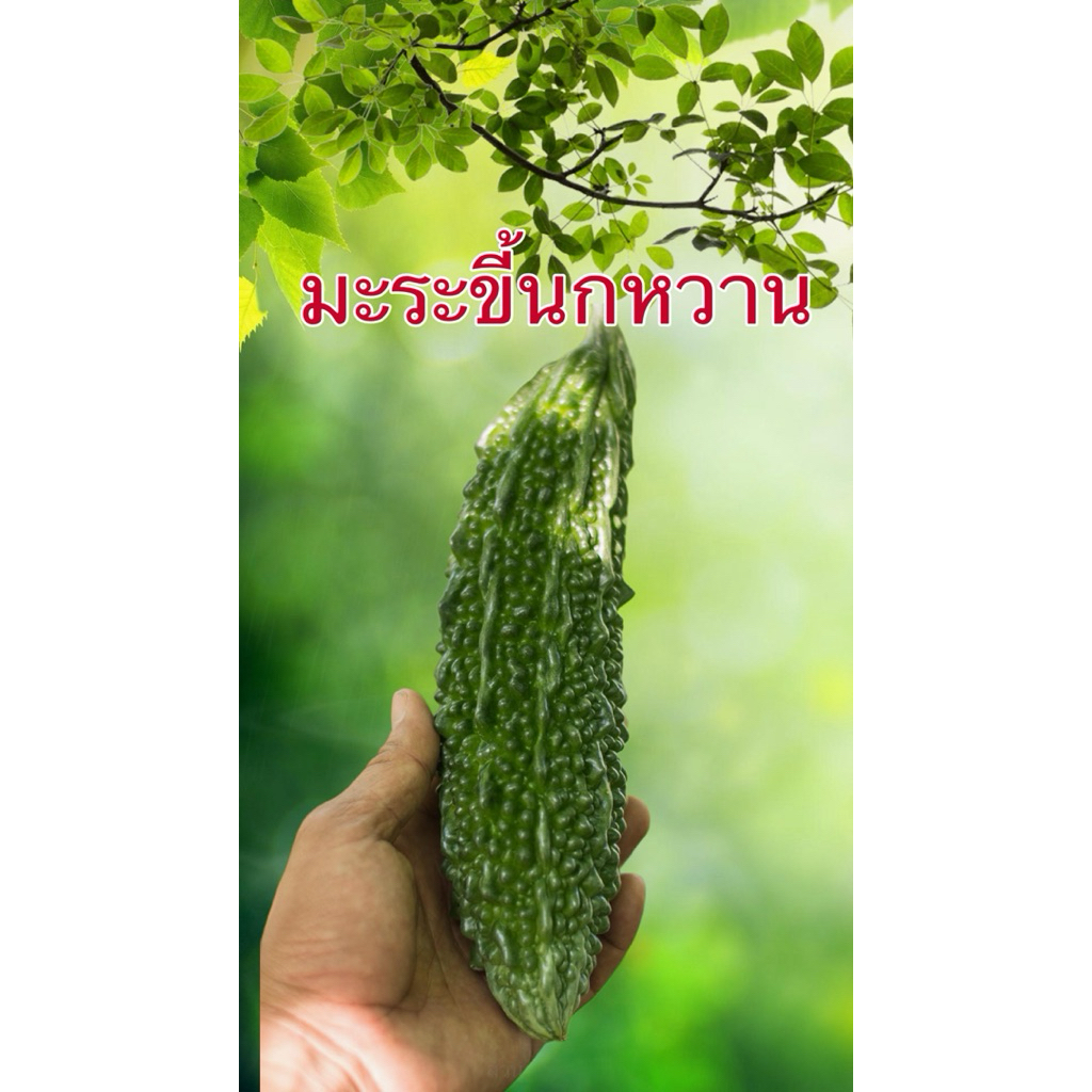 เมล็ดมะระ เมล็ดมะขี้นก เมล็ดมะระหวาน เมล็ดมะระยัก เมล็ดมะระขาว มะระ เมล็ดมะระศรแดง มะระหวาน มะระขี้นก เมล็ดพันธุ์ผัก 12