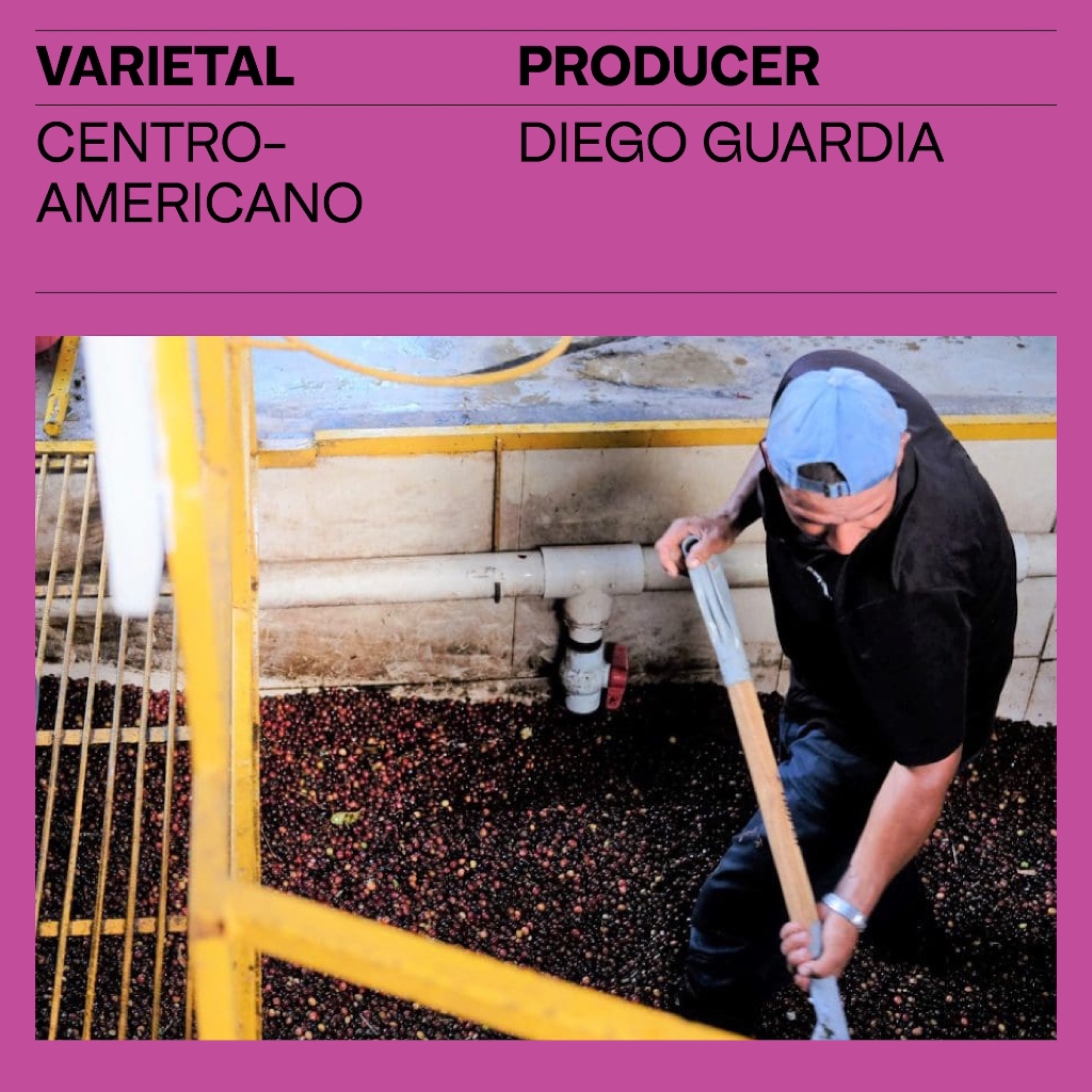 RISE COFFEE เมล็ดกาแฟ COSTA RICA HACIENDA SONORA คั่วกลางอ่อน Omni Roast สายพันธุ์หายาก CENTROAMERICANO รูปที่ 6