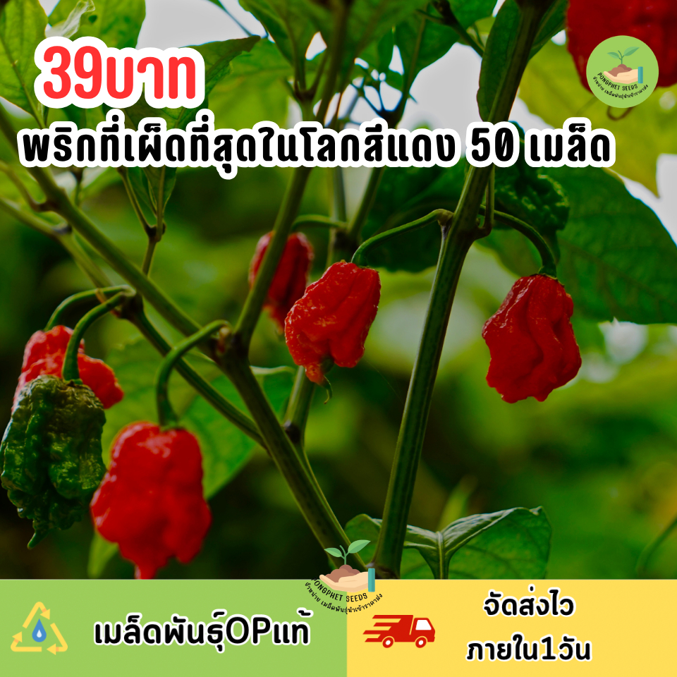 เมล็ดพันธุ์พริกที่เผ็ดที่สุดในโลกสีแดง Carolina Reaper 50 เมล็ด