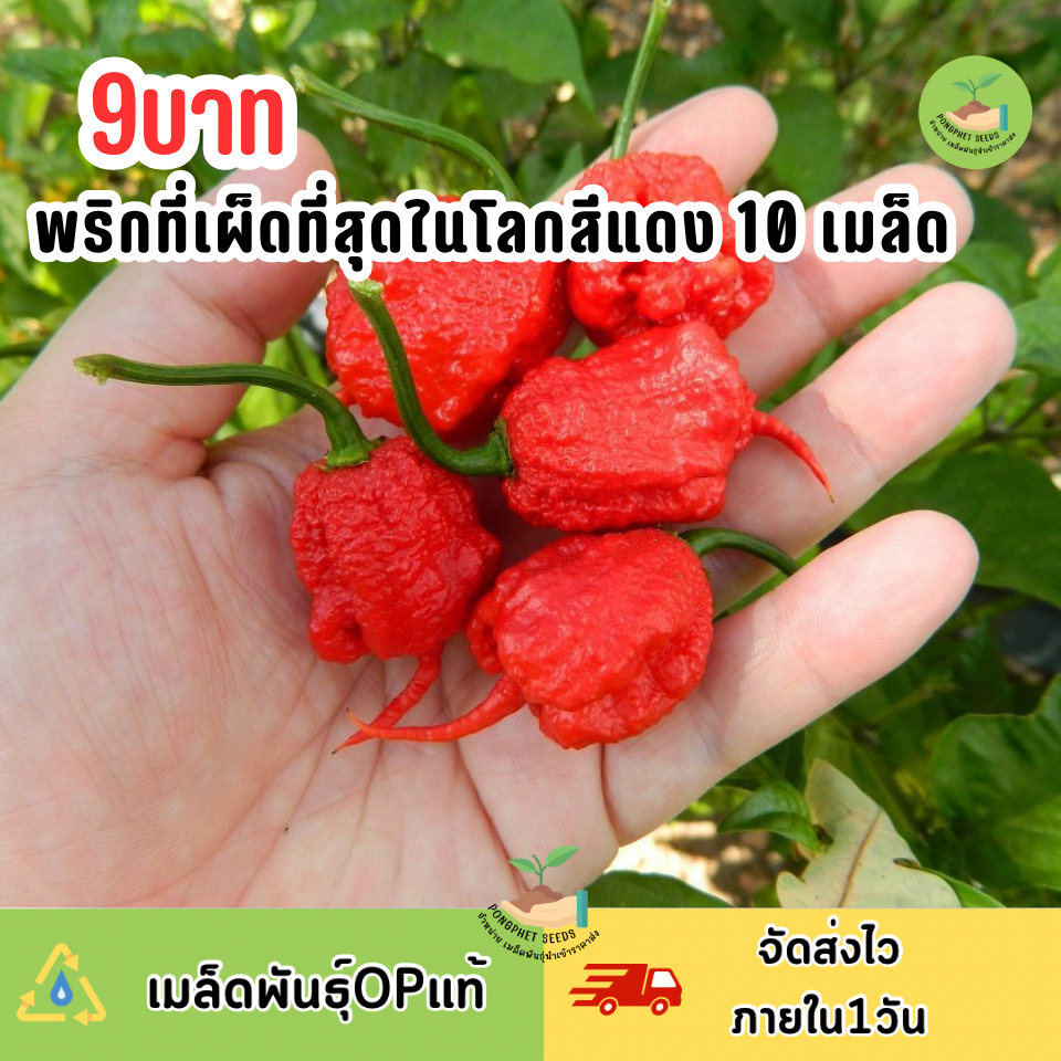 เมล็ดพันธุ์ พริกแคโรไลน่ารีพเปอร์ เผ็ดที่สุดในโลก Carolina Reaper F1 Pepper Seed 10 เมล็ด ของแท้ 100%