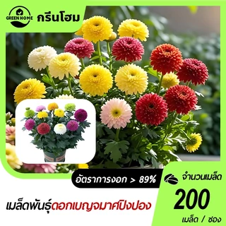 เมล็ดพันธุ์เก๊กฮวยปิงปอง 🎯ดอกเบญจมาศปิงปอง200 เมล็ด🎯การผสมสี🍀ปลูกง่าย📌ออกดอกตลอดปี🍀สวยมาก