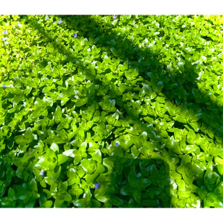 Giant Bacopa ต้น ลานไพลิน ไม้อวบน้ำดอกสีม่วงอมน้ำเงิน ใช้ประดับอ่างปลา ช่วยเป็นที่หลบภัยให้ลูกปลา