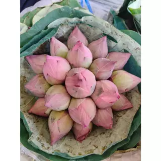บัวชมพู ช่อดอกบัวพับใหญ่ ไหว้พระ 10 ดอก 19 ดอก สีชมพู ส่งตรงจากปากคลองตลาด [ส่งทันทีในวัน⚡]