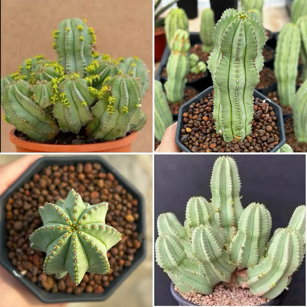 Euphorbia fruiticosa inermis ยูโฟเบีย ไม้ลำ แคคตัส กระบองเพชร ราคา ถูกที่สุด ดีลบีเคเค