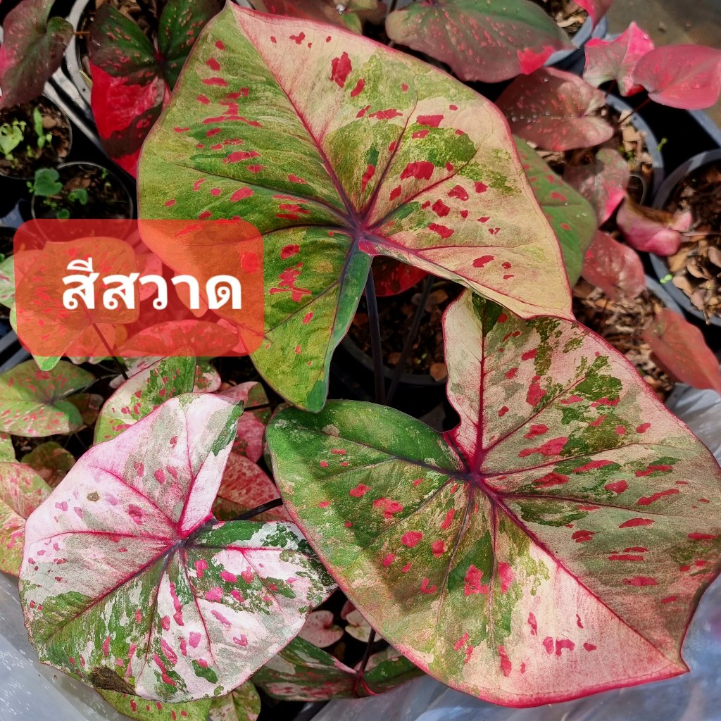 บอนสี สีสวาด ส่งทั้งกระถาง 4 นิ้ว ขนาดตามรูปที่ 2-8 แชทเลือกต้นได้ค่ะ ไม้ฟอกอากาศ ไม้มงคล ไม้ประดับ ไม้สวยงาม