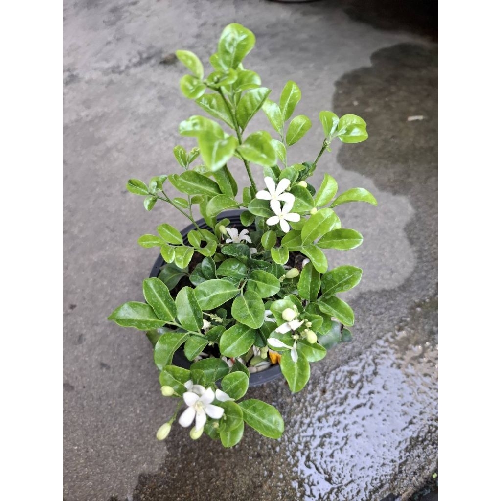 ต้นแก้วแคระ กระถาง 5.5 นิ้ว (จัดส่ง 1-2 วัน) – โปรปัง