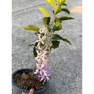 ต้นพวงครามออสเตรเลีย สีม่วงสวยงาม กระถาง11นิ้ว ติดดอก