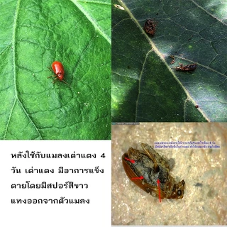 หัวเชื้อ บิวเวอร์เรีย+เมธาไรเซียม+ พาซิโลมัยซิส สำหรับ กำจัดและป้องกัน เพลี้ย และ แมลงศัตรูพืช