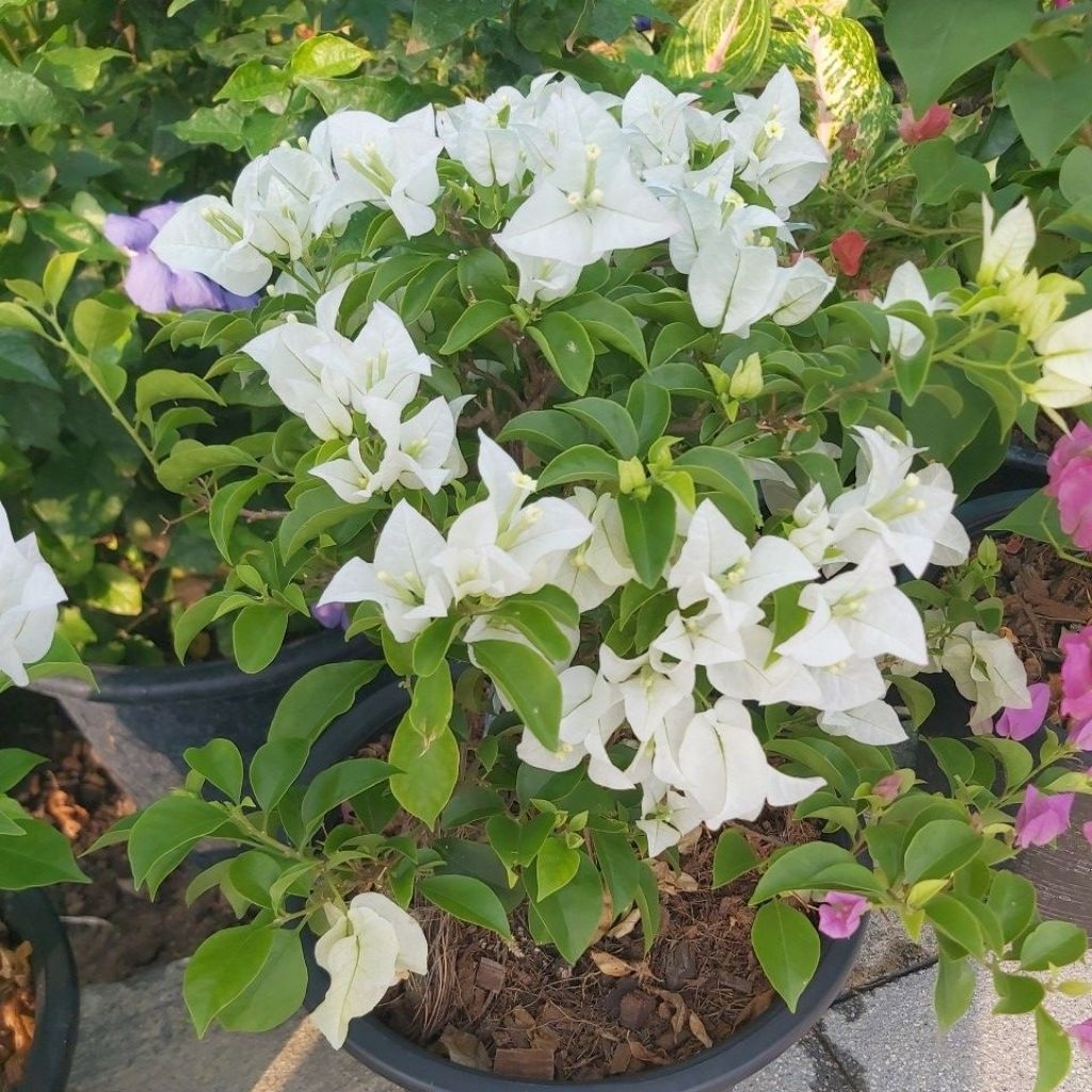 ต้นเฟื่องฟ้าสีขาว(Bougainvillea)ซึ่งเป็นไม้ประดับยอดนิยมที่มีลักษณะเด่นดังนี้ครับลักษณะดอก: