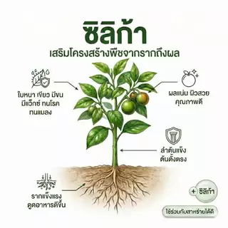 ฮอร์โมน [สาหร่ายทะเลเข้มข้นสูตรน้ำ] 1L ทำใบ ดึงดอก บำรุงต้น แก้ต้นโทรม ใบเหลือง ปุ๋ยน้ำ ปุ๋ยเหยี่ยวดำ