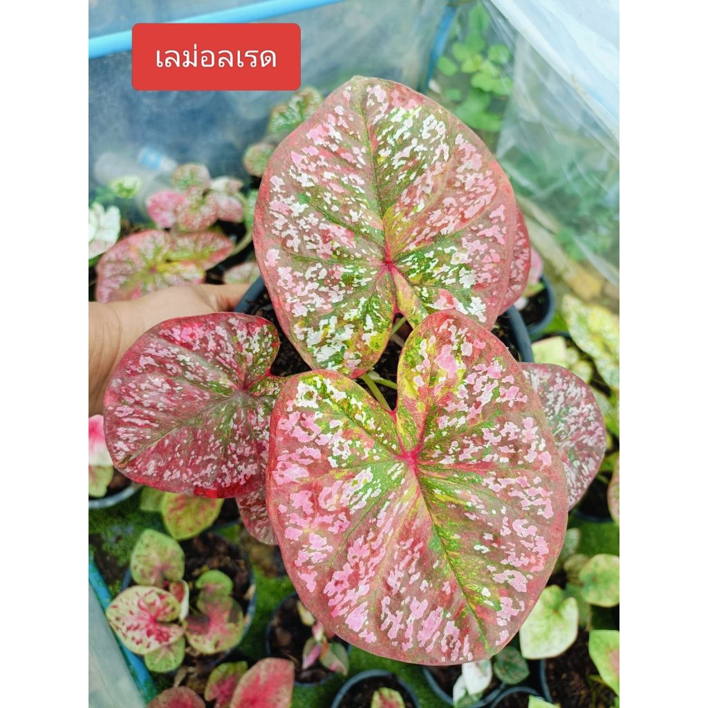ต้นบอนสี เลม่อนเรด หน้าแดง เป็นบอนใบไทย ลายอึ่ง จุด สีแดงด่างเหลือง้ม็ดเยอะ ใบหนาดกให้ดอกเก่ง