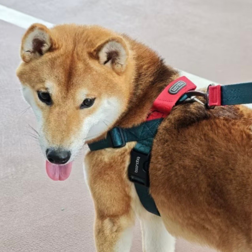 BOONDOG - Harness สายจูงสัตว์เลี้ยง สายจูงสุนัข สายจูงรัดอก สายรัดอกสุนัข สายรัดอกหมาและแมว สีสันสดใส นำเข้าจากเกาหลี