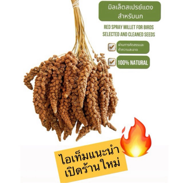 COD อาหารนก มิลเล็ตสเปรย์(Spray Millet) มิลเบ็ตสเปรย์แดง ใหม่ แห้ง สะอาด สำหรับนกทุกสายพันธุ์